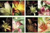 Тетрадь BG "Elegant Lily" 96 листов, клетка, гребень, двойная обложка 