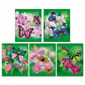 Тетрадь общая "Бабочки с цветами" 48 листов. клетка
