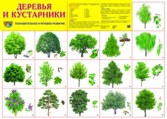 Плакат демонстрационный А2 "Деревья и кустарники" 