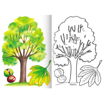 Раскраска А5 "Посмотри и раскрась. Первые уроки". "Деревья и листья" 8 л., офсет, с образцами для раскрашивания